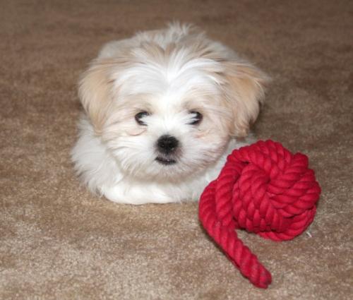 puppy - such an adorable little puppy! the chew toy looks as big as him!