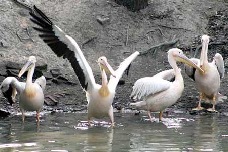 Pelicans - Pelicans at the Assam State Zoo and Botanical Garden in Guwahati (India)