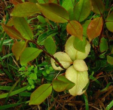 a kind of wild fruit in my hometown - It is a kind of wild fruit in my hometown.