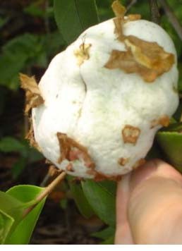 a kind of wild fruit in my hometown - It is a kind of wild fruit in my hometown.