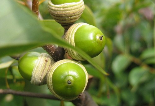 a kind of wild fruit in my hometown - It is a kind of wild fruit in my hometown.