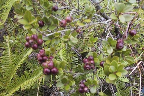a kind of wild fruit - a kind of wild fruit in my hometown