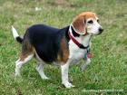 dog - pet dog
