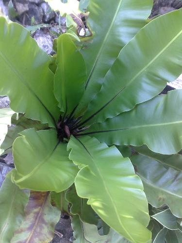 gardening - birds of paradise