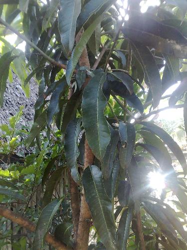 gardening - plant