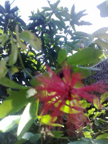 gardening - plant