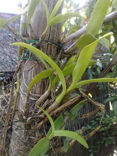 gardening - orchid