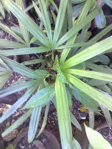 gardening - plant