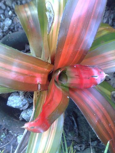 gardening - bromeliad