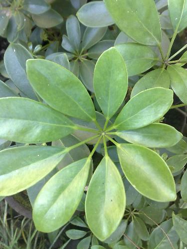 gardening - plant