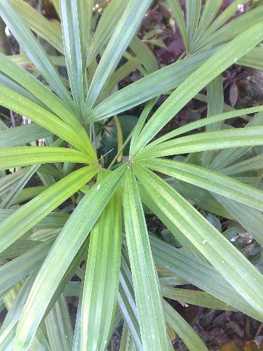 gardening - plant