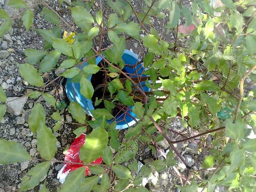 gardening - plant