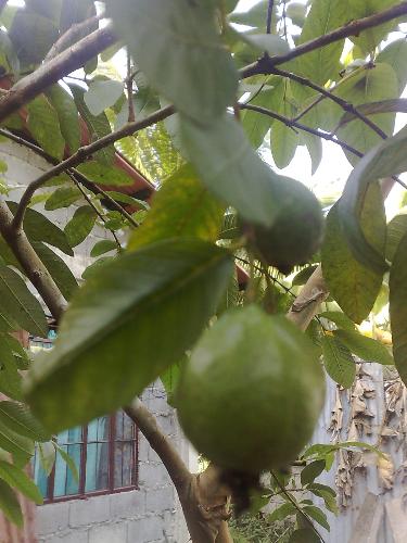 gardening - guava