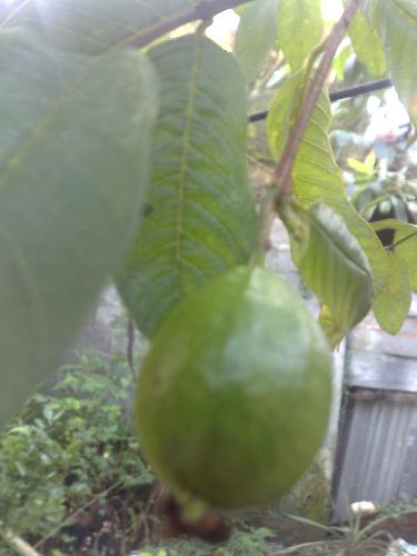 gardening - guava
