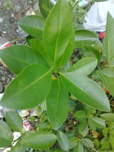 gardening - plant