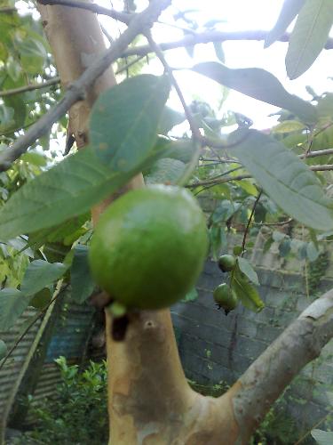 gardening - fruit