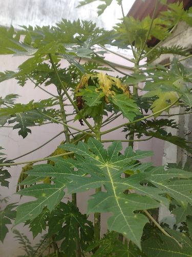 gardening - plant