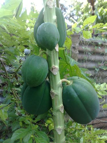 gardening - papaya