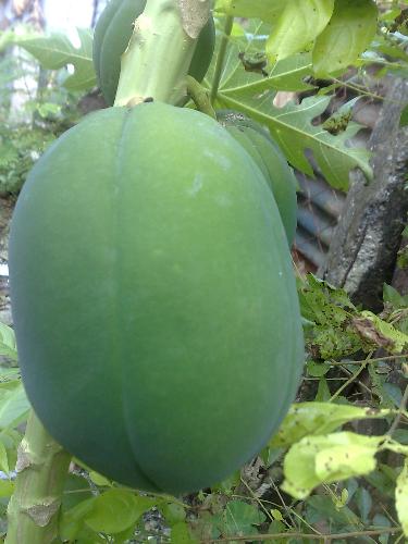 gardening - papaya
