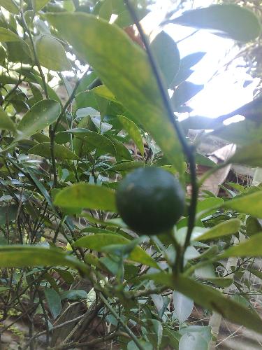 gardening - plant