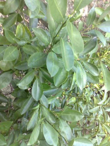 gardening - plant