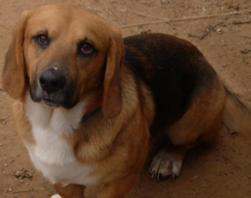 Basset Hound pet - He&#039;s named WB, AKA, Weiner Bass