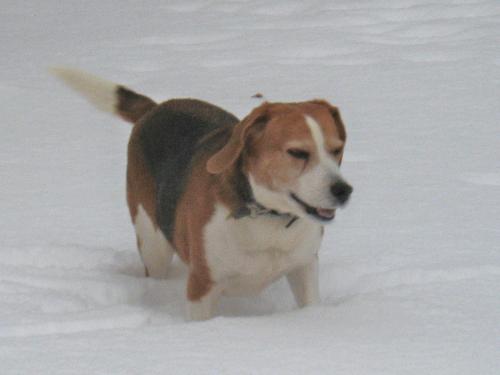 Buster - My beagle Buster loves the snow.