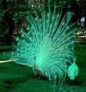 Peacock - White Peacock
