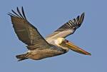 Pelican - Pelican Flying