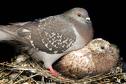 Pigeon - Pigeons
