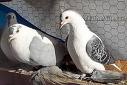 Pigeon - Pigeon with black patches