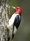 Woodpeacker - Red headed woodpeckar