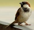 Sparrow - Sparrow Bird