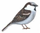 Sparrow - Sparrow bird