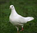 Pigeon - White Pigeon