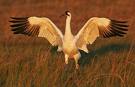 Crane - Whooping crane