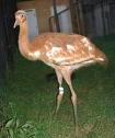 Crane - coloured whooping crane