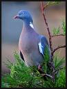Pigeon - Wood Pigeon