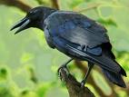 Crow - Crow bird