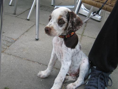 Bumper - Bumper, our Greek Pointer when he was a puppy