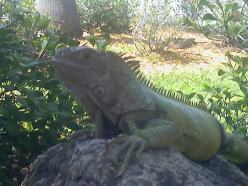 my green iguana  - my baby outside in the sun 