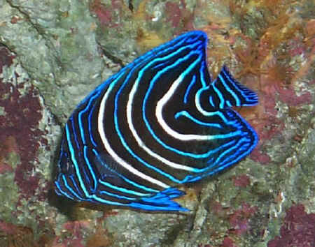 Angelfish - A cute angelfish