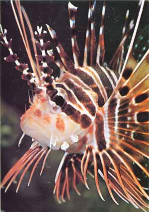 Strange - An antennata fish