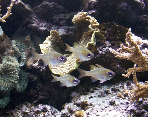 Wild - Wild fishes in an aquarium
