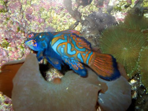 Fish - An interesting aquarium fish