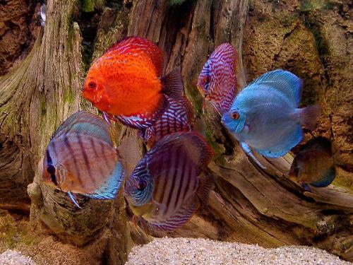 colors - Colorful aquarium fishes