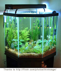 Aquarium - A cool fish aquarium