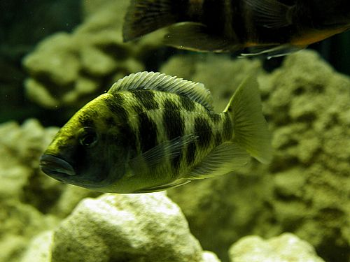 barabus - A male barabus fish