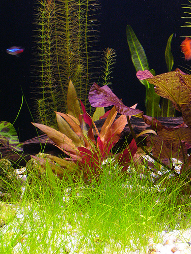 colors - A very colorful aquarium