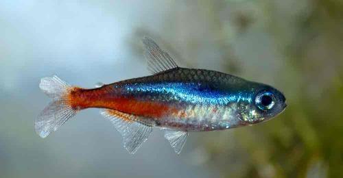 tetra - A blue neon tetra fish!
